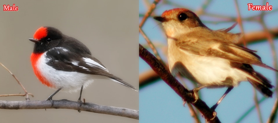 Red-capped Robin Male and Female