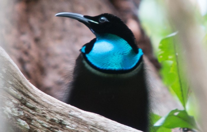 It is also known as Albert's Riflebird and Prince Albert's Riflebird.