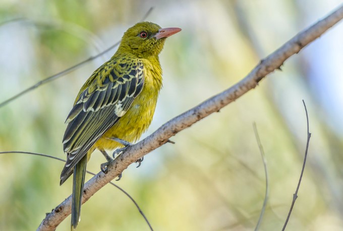 The yellow Oriole (Oriolus flavocinctus) belongs to the family Oriolidae. The bird is also known as Yellow-bellied Oriole, and Green Mulberry.