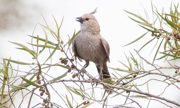 Chirruping Wedgebill (Psophodes cristatus) is named for its short tapered, finch-like bills.