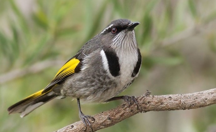 The Crescent Honeyeater is restricted to South Eastern Australia. There are several names for this honeyeater, including Chinawing, Egypt, and Horseshoe Honeyeater.