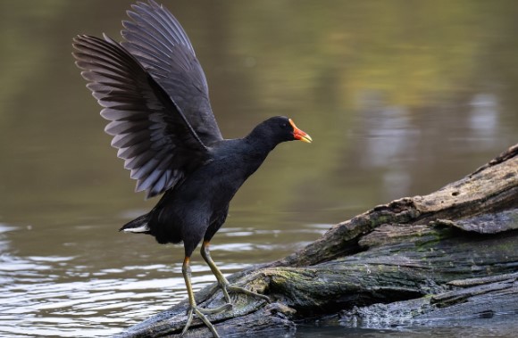 Dusky Moorhens are about 340-380 mm long. It feeds in freshwater by swimming and on land by walking.