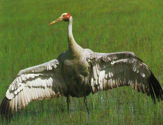 There is perhaps no more stately Australian bird than the pale grey, long-legged Brolga. it is also known as Australian Crane or Native Companion.