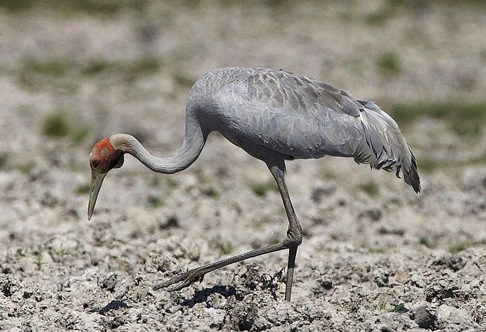 As well as being known as Australian Crane or Native Companion. The size of Brolga Male is 1050-1250 mm; female is 950-1150 mm.