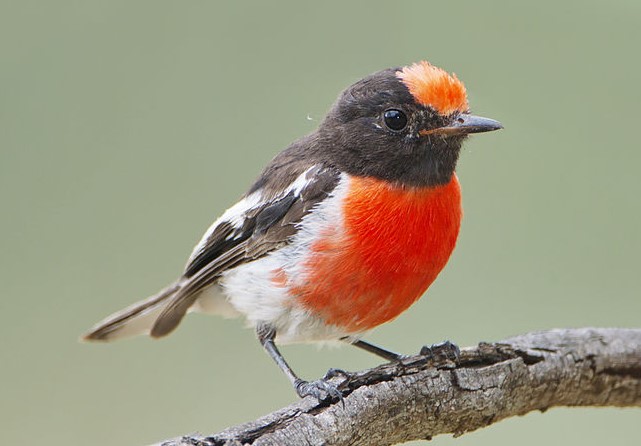 Moreover, the kuburi is known in the Kimberley.