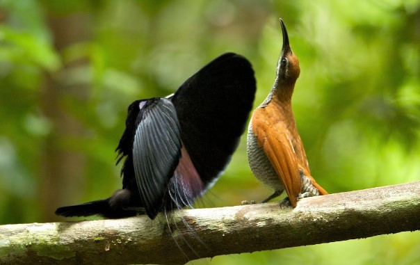 During courtship displays, males perform on a 'dancing perch' solitary display.