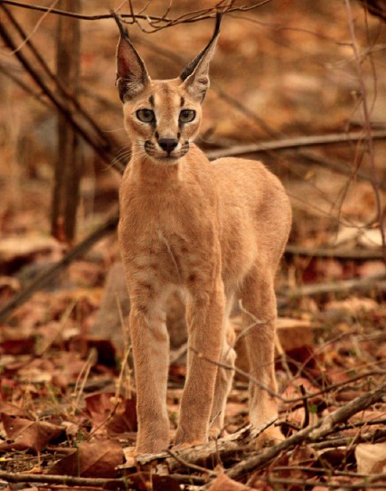 Serval cats are so tuned into noises that they often stop and sit with their eyes closed for ten minutes or more.