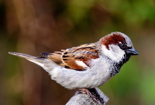 Since the introduction of the Tree Sparrow from Europe to Australia in 1863-64, it has not spread far, reaching only western Gippsland and the southeastern Riverina