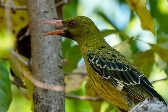 The bubbling calls and echoes along the vine-forested streams of northern Australia in the hottest hours on most days.