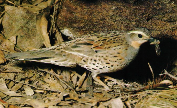 The spotted quail-thrush (Cinclosoma punctatum) is the largest and plumpest quail-thrush.
