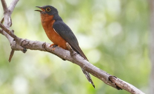The call of the Chestnut-breasted Cuckoo is a richly trilled falling whistle, similar to the Fan-tailed Cuckoo.