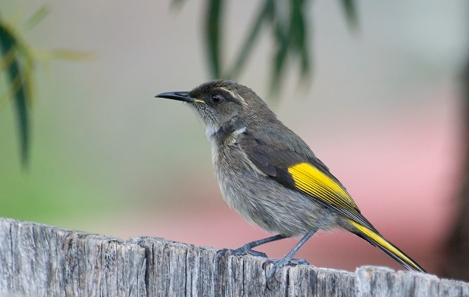 They live in sclerophyll forests that are wetter than those of the other phylidonyris honeyeaters.