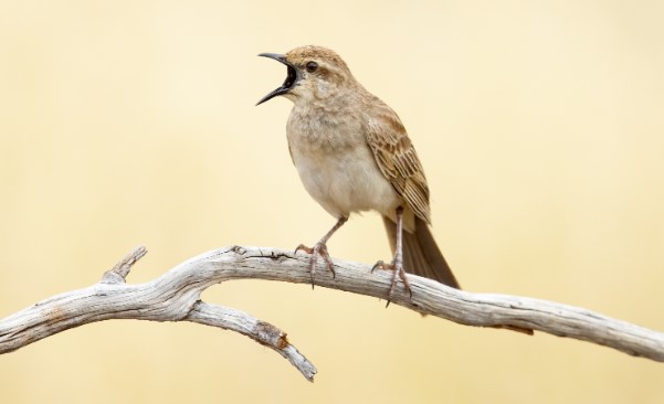 They migrate north from central-northern Queensland to the Kimberleys in late summer and early winter.