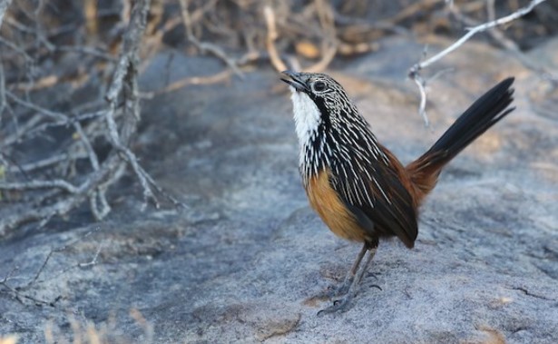 White-throated Grasswrens have the largest and most brilliant coloration of grasswren species.