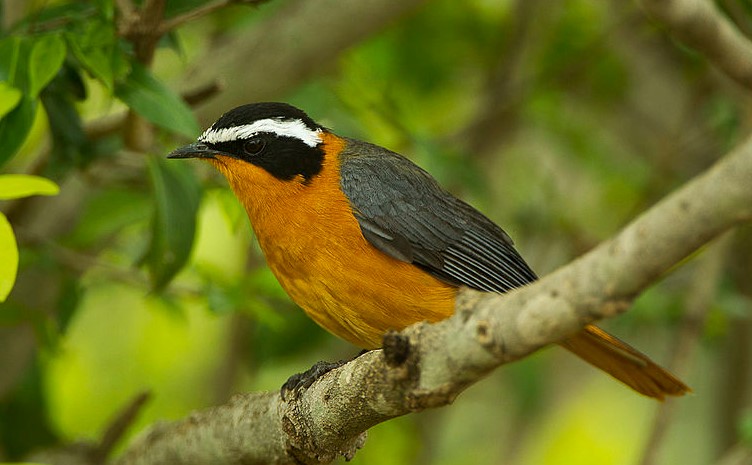 The call of a White-browed Robin consists of a series of soft, piping whistles, repeated three or four times, by both sexes in contact.