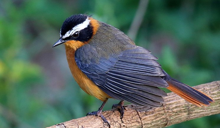 This is also known as Buff-sided Robin, Buff-sided Shrike Robin, White-browed Shrike Robin, and Buff-sided Flycatcher.