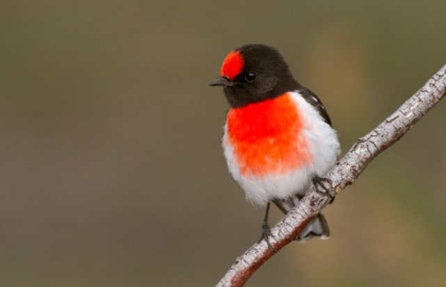 Local people across southwestern Australia know this bird is menekedang.