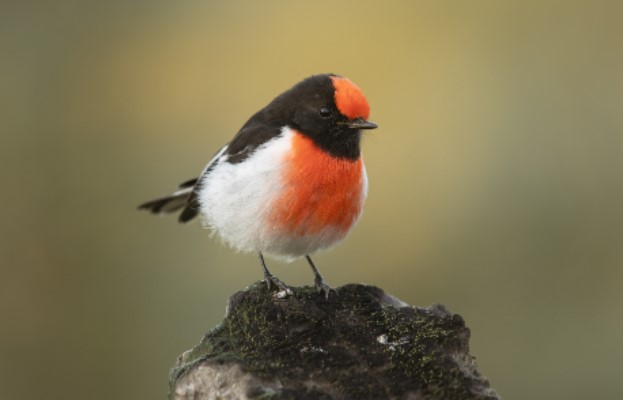 The Red-capped Robin is one of the smallest and most brightly colored birds. It is also known as Redhead, redcap, robin red-breast, or red-throated robin.