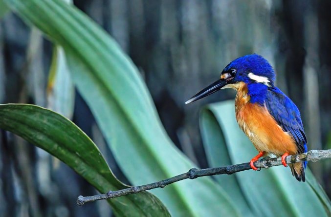 The Azure Kingfisher can be found alone or sometimes in dispersed pairs.