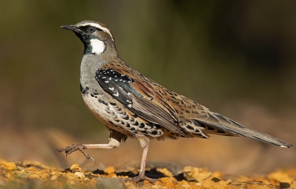 As far as distribution is concerned, Spotted Quail-thrush is found in dry, and sometimes wet, sclerophyll forests. 