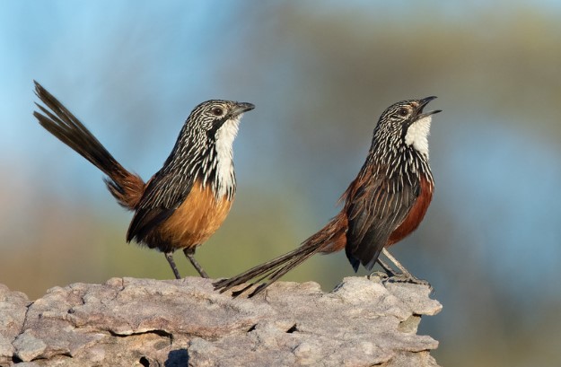 The white-throated grasswren (Amytornis woodwardi) also known as Yirlinkirrkirr (Bininj Kunwok, cultural significance to the Nawarddeken people) in the local language,