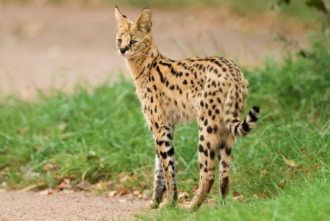 A Serval Cat (Leptailurus serval) spotted shape becomes indistinct and reappears as a light breeze shuffles the grass on Tanzania's Serengeti Plain