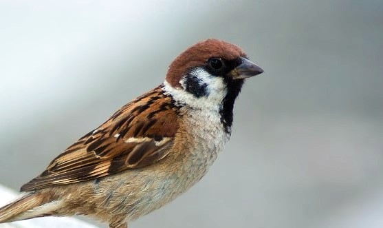 Although not as tied to man as the House Sparrow, it still keeps to urban parks and gardens planted with exotic trees and shrubs and has not intruded into natural woods and forests.