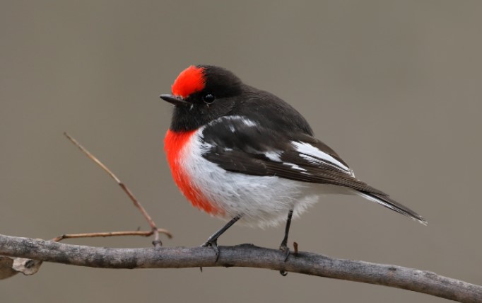 Red-capped Robin (Petroica goodenovii) is a small passerine bird, representing arid mallee, mulga, and bulloke scrubs across inland Australia.
