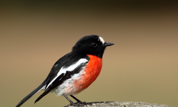 The scarlet robin (Petroica boodang) is a common passerine bird genus Petroica and belongs to the family Petroicidae.