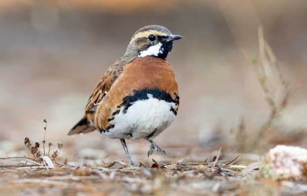 The call of Chestnut-breasted Quail-thrush consists of several, thin, very high-pitched, slurred whistles, in contact or alarm.