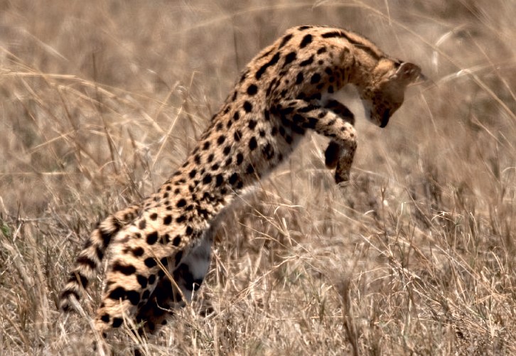 For its size, the Serval Cat has the longest legs and feet of any cat family member; it stands as tall as a German shepherd dog but weighs only half as much.