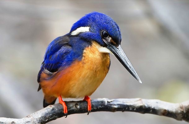 Throughout northern and eastern Australia, Azure Kingfishers can be found along mangrove-lined waterways and forested coastal streams ranging southwest to Mount Lofty Ranges.