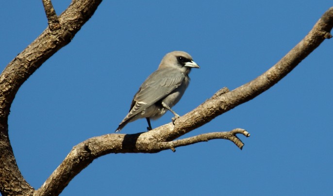 The bird is also known as Grey-breasted Woodswallow, White-bellied Woodswallow, and White-vented Wood Swallow.
