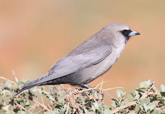 Like other wood swallows, the Black-faced Woodswallow captures aerial insects.