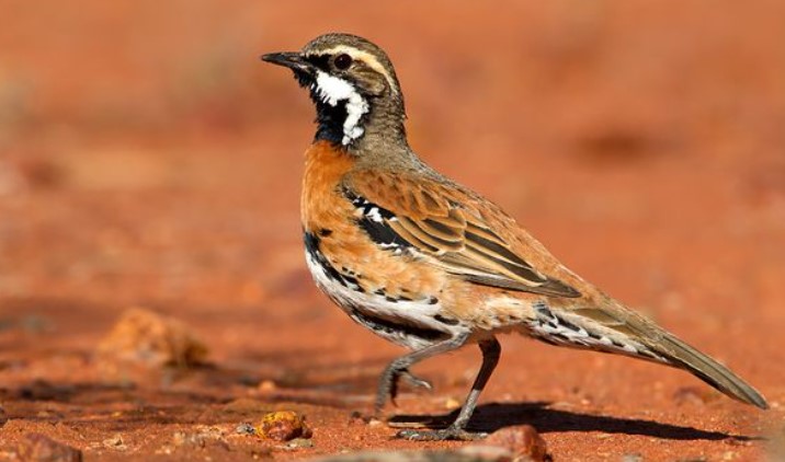 This bird is also known as Western Quail-thrush.