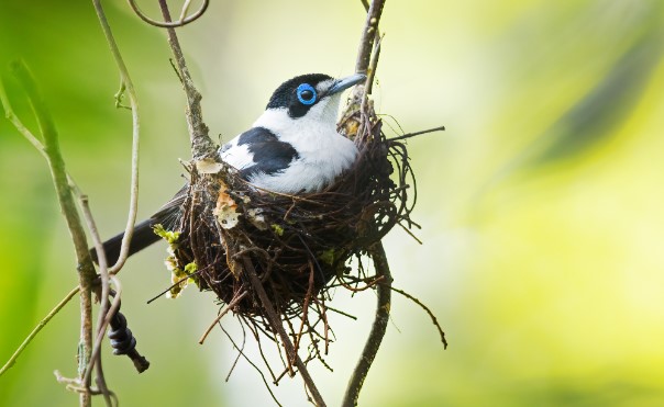 Nesting and breeding occur in September-January, perhaps longer. Cobweb-bound nest made of loosely woven baskets of plant stems and rootlets.