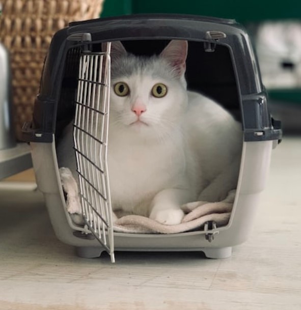 Pet Transport Company - If you’re planning a long-distance move with your pet, the last thing you want is to stress out about how best to transport them.