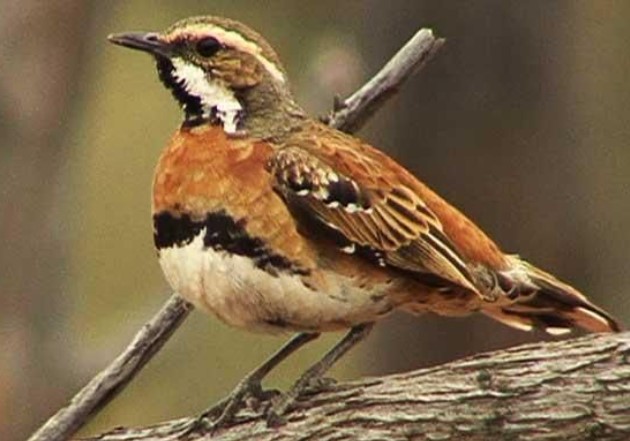 Chestnut-breasted Quail-thrush (Cinclosoma castaneothorax) is patchy mulga and Mallee woodland on the hard or stony ground is the habitat