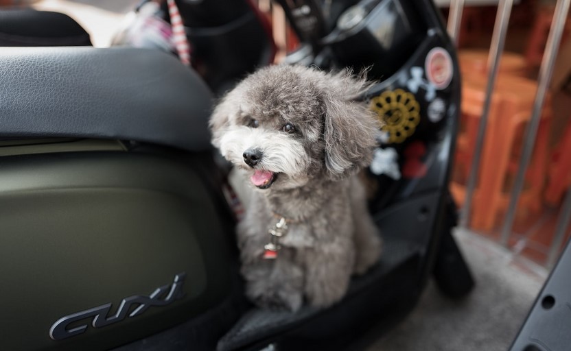 Choosing the Right Pet Transport Company Tips for a Seamless Journey