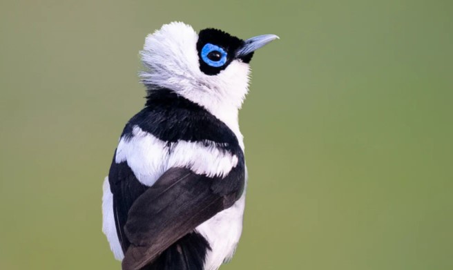 It is also known as the Frill-necked Flycatcher and White-lored Flycatcher.