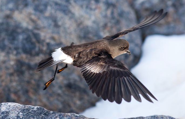 Wilson's Storm-Petrel is 180 mm long, with a square tail. This is also known as the Flat-clawed Storm Petrel.