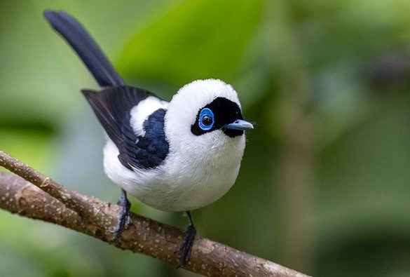 n its habits calls and feeding, the Frilled Monarch resembles the Pied Monarch which it replaces in the rainforest galleries of Cape York Peninsula.