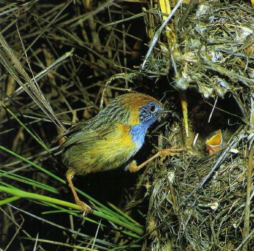 A Mallee Emu-wren usually lives in pairs or groups of up to five adults and their young in small pockets of tall, unburnt hummocks.