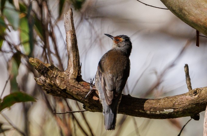 It belongs to the family Climacteridae. It is also known as the Red-eyebrowed Treecreeper, 'Woodpecker'.