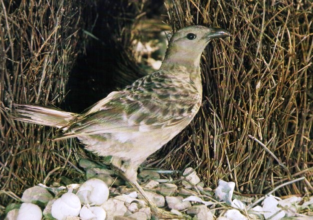 Throughout the tropical woodlands of northern Australia, the Great Bowerbird fills the niche of other Chlamydera bowerbirds elsewhere.