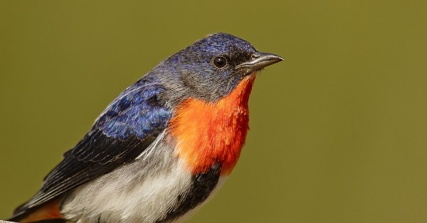 The bird mistletoebird (Dicaeum hirundinaceum) is Australia's only member of a widespread tropical family of flowerpeckers that feed almost exclusively on the fruits of mistletoes.