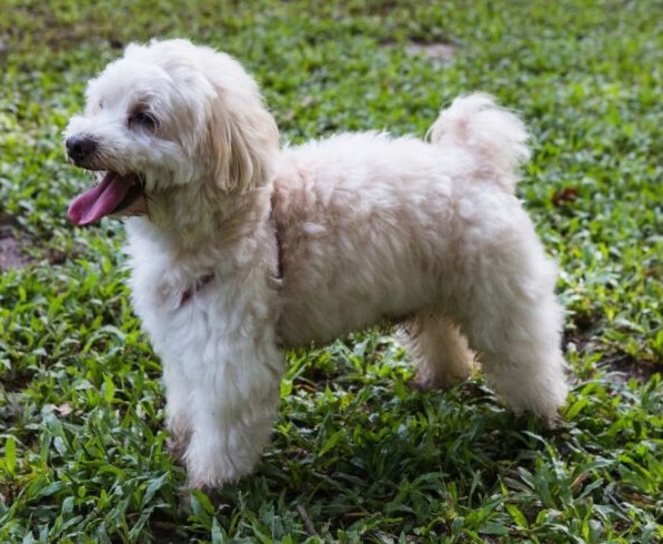 The Malshipoo is a toy dog breed, meaning it's small enough to fit comfortably on your lap or even in a small bag.