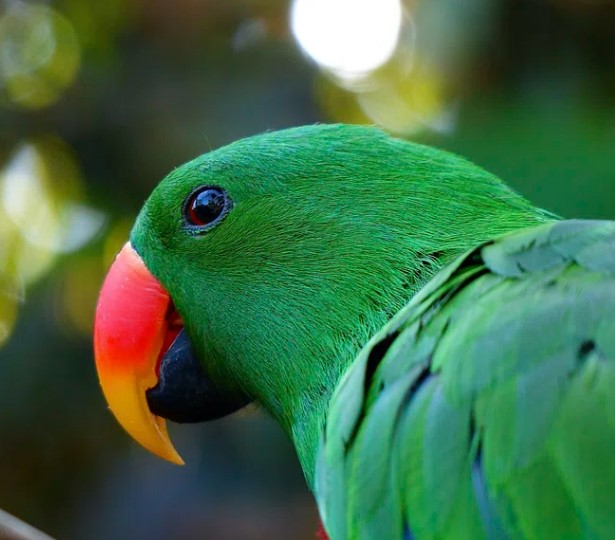 Eclectus is a genus of parrot, the Psittaciformes also known as the Red-sided Parrot and the Rocky River Parrot.