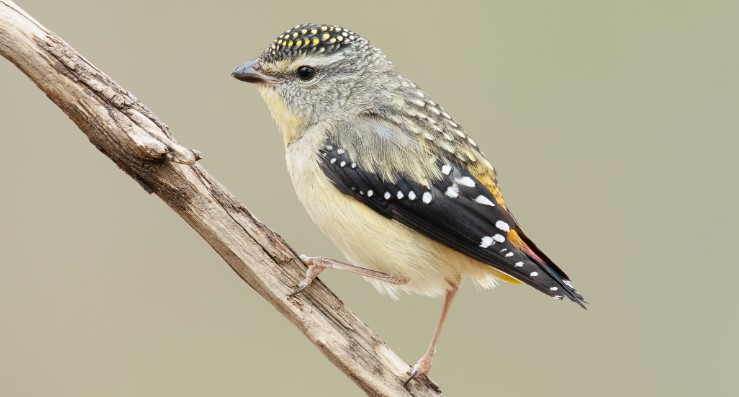 Well, the extinction may be facing the Forty-spotted Pardalote (Pardalotus quadragintus), which is found only in Tasmania.