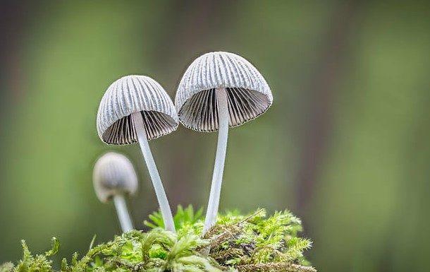 From Recreational to Medicinal: How High-Quality Shrooms Are Revolutionizing the Industry The world of psychedelics has been rapidly evolving in recent years, particularly when it comes to the use of high-quality shrooms for medicinal purposes.